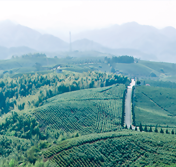 china green tea land