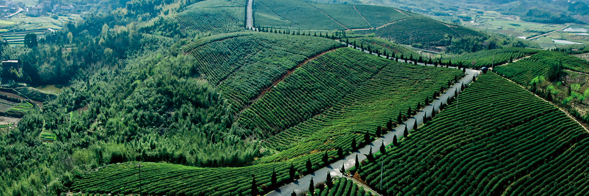 LIANGXI-TEA-FACTORY