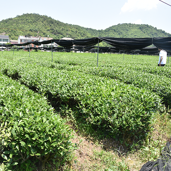 OUR-TEA-GARDEN-06