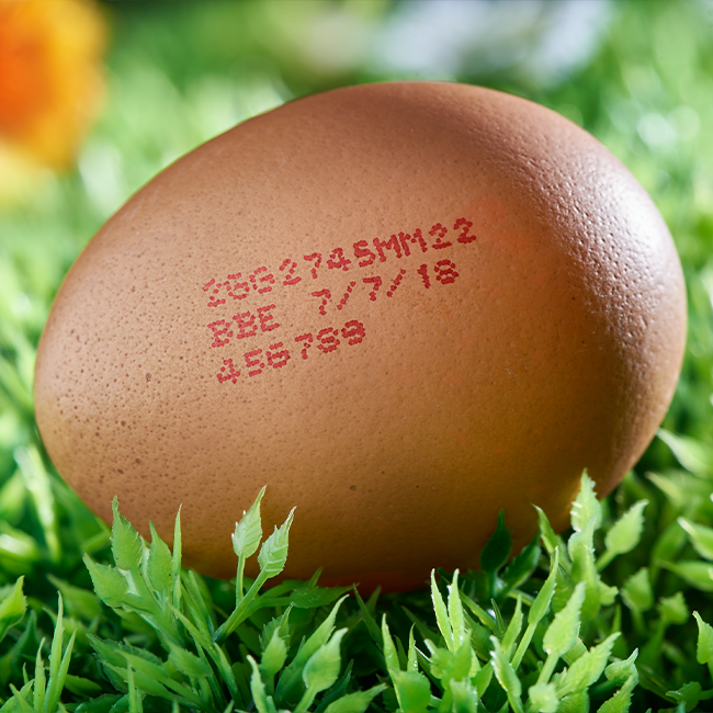 egg-Coding