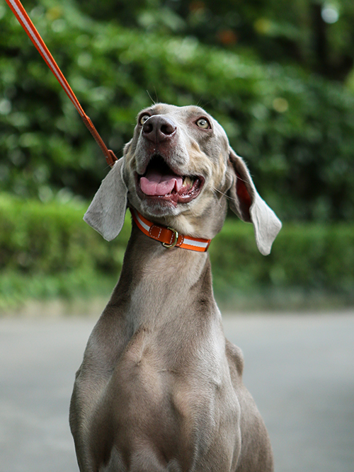 Beautiful Dog Collars