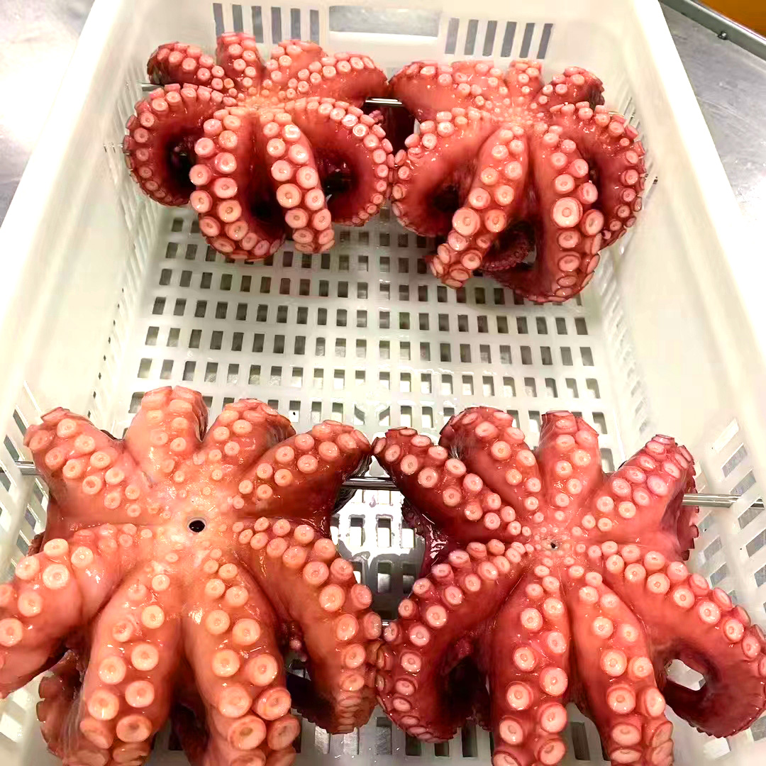 章鱼